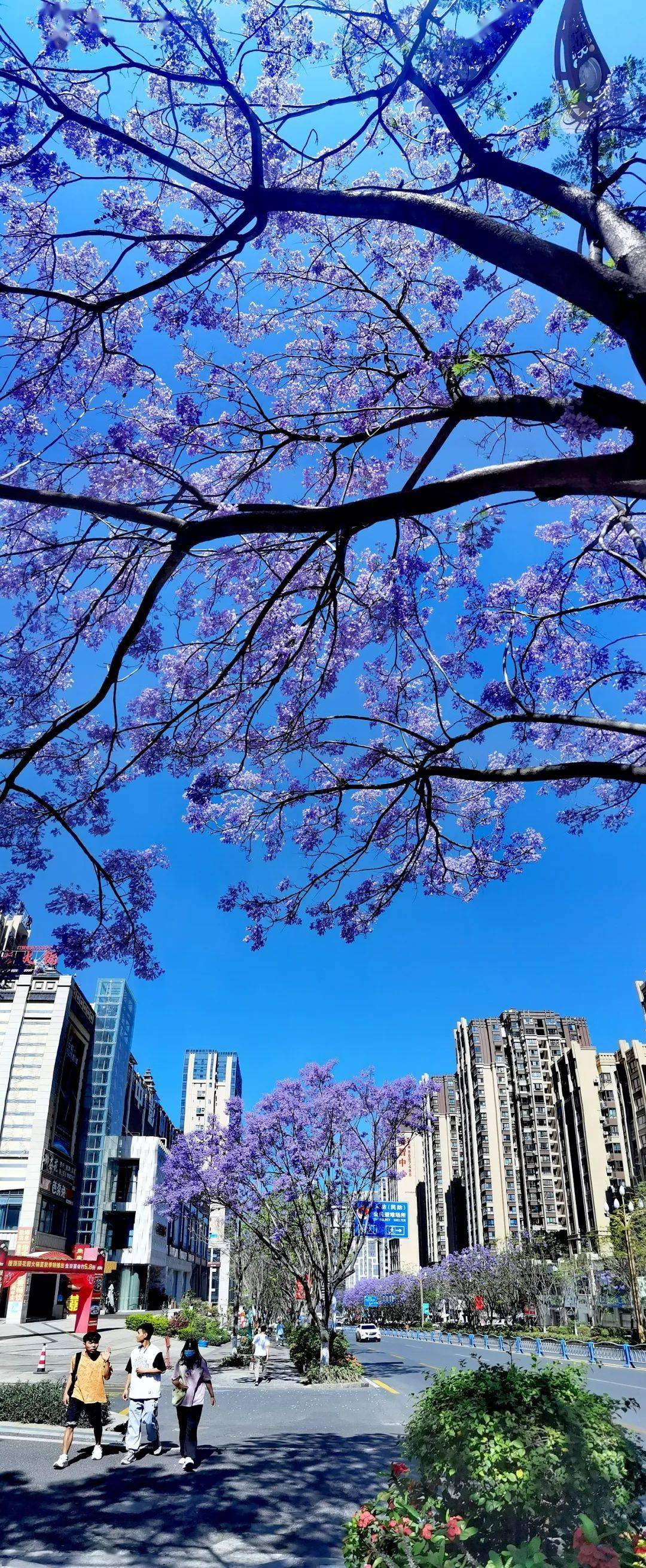 高清美图丨蓝花楹 看你把攀枝花美成啥样啦_东区_大道_花朵