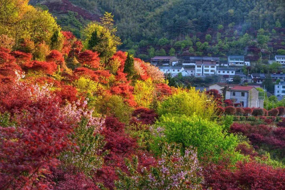 第十七届中国·四明山红枫樱花节即将启幕!