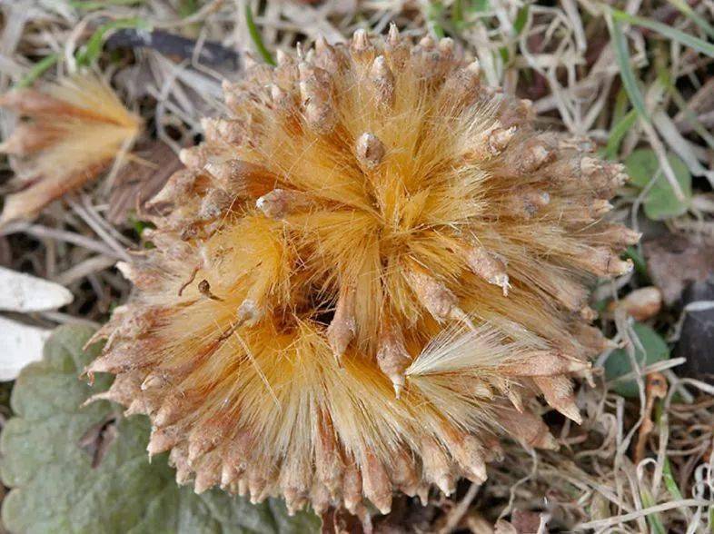 杨柳的毛絮是附在种子上的,而悬铃木则是整个小果实一起飞.