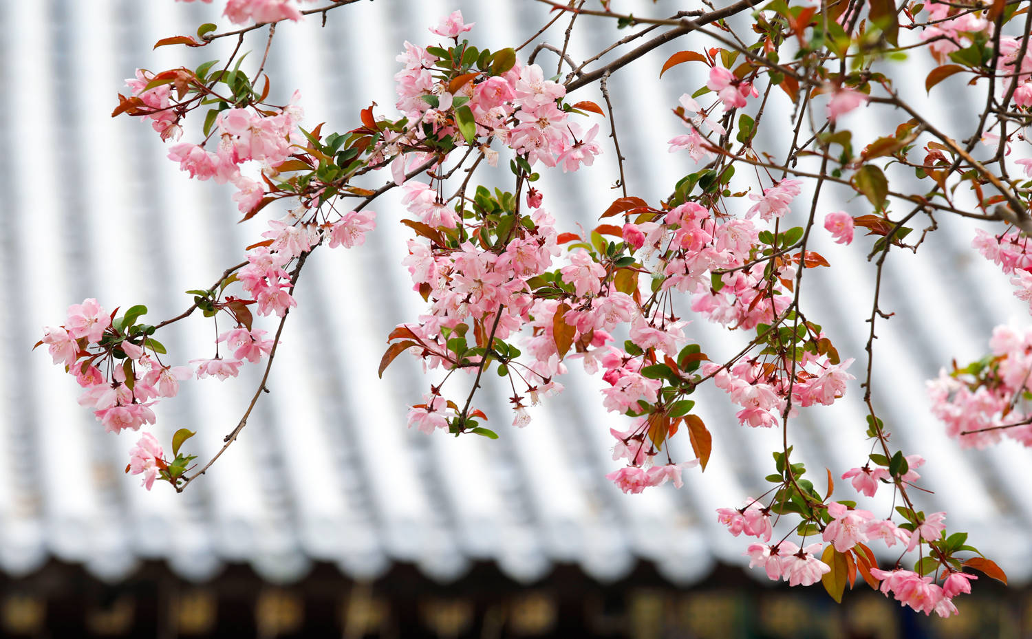 春日赏花图鉴