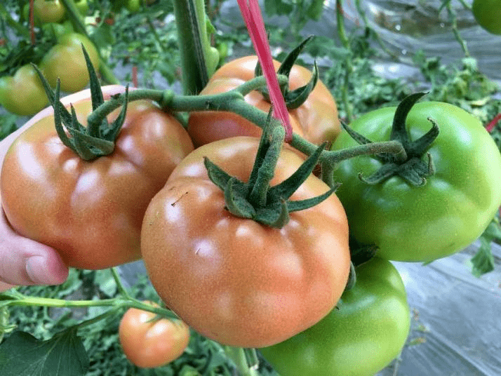 早春茬西红柿丨膨果不良怎么办_管理_标准化_果实