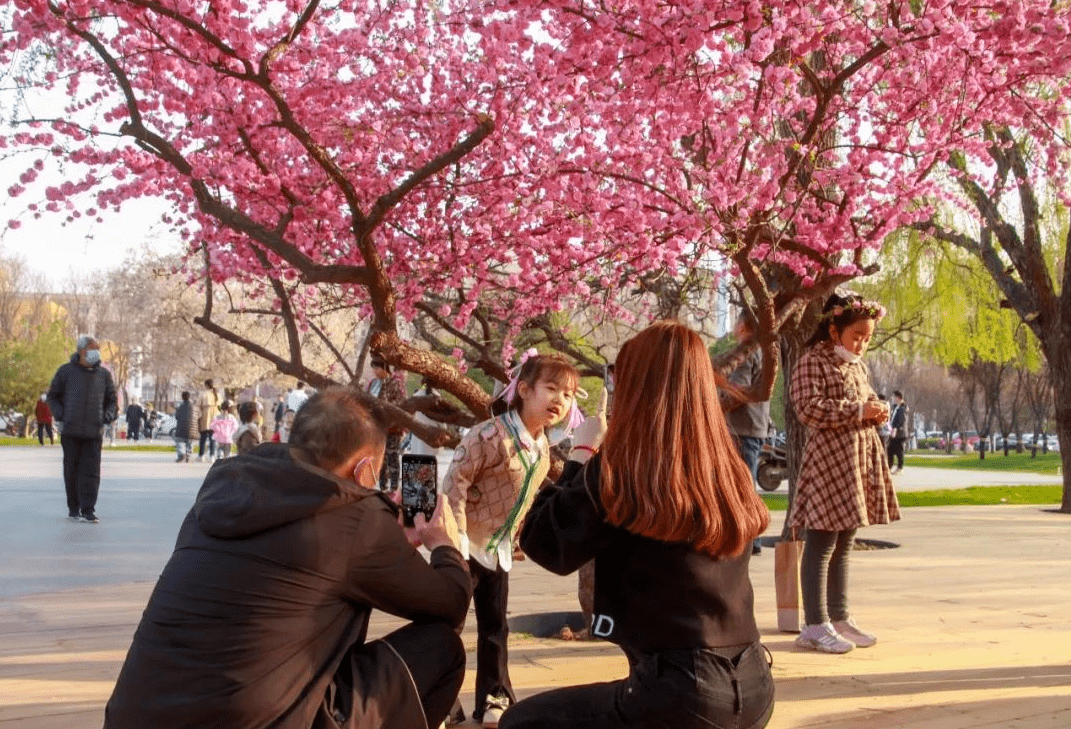 這個週末,欒城見!_櫻花_活動_公園