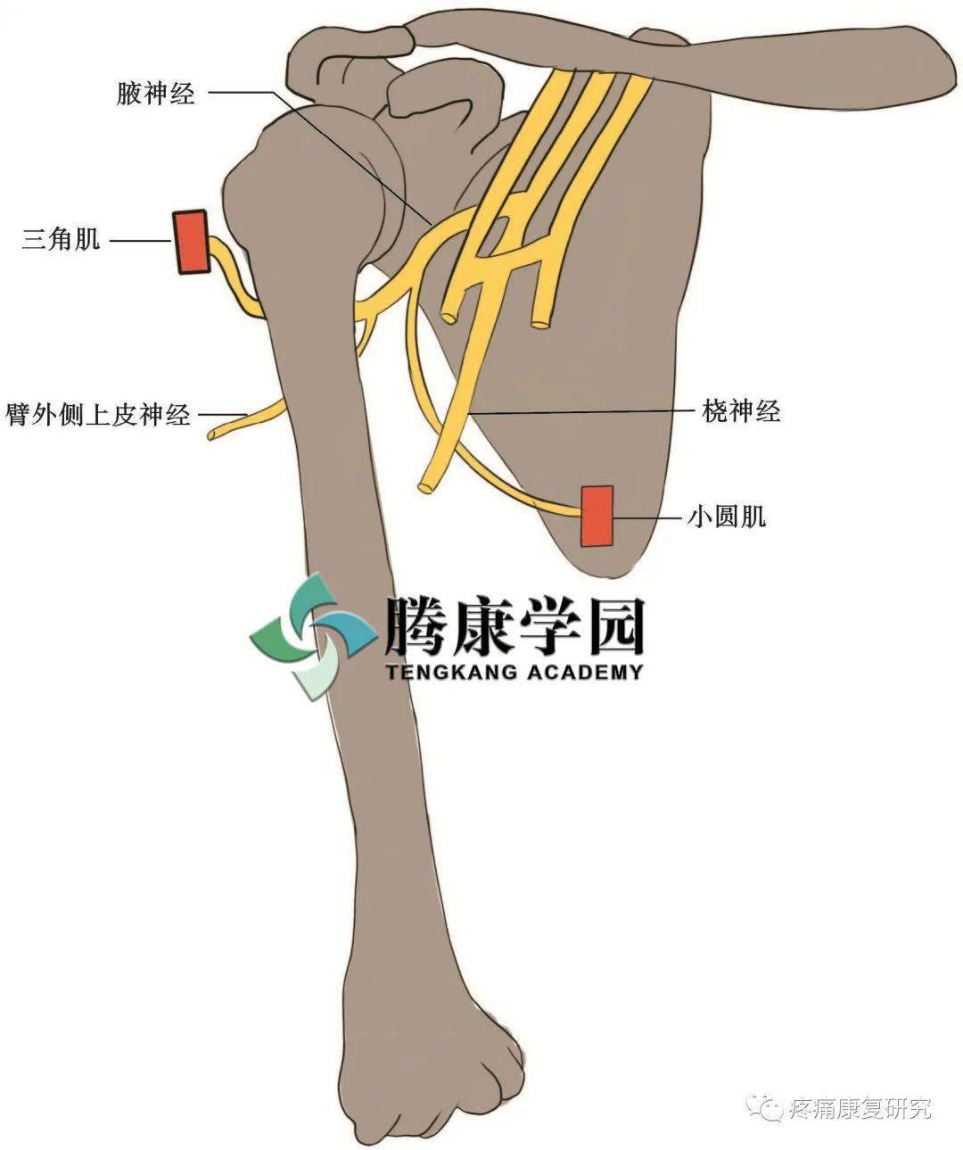 肱三头肌神经支配图片