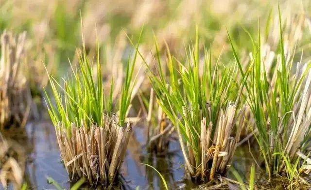 微专题:多年生水稻_种植_植物_网络