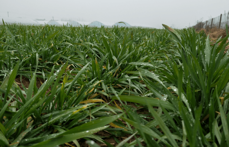 三月小麥起身之際,最需一場春雨來助力.