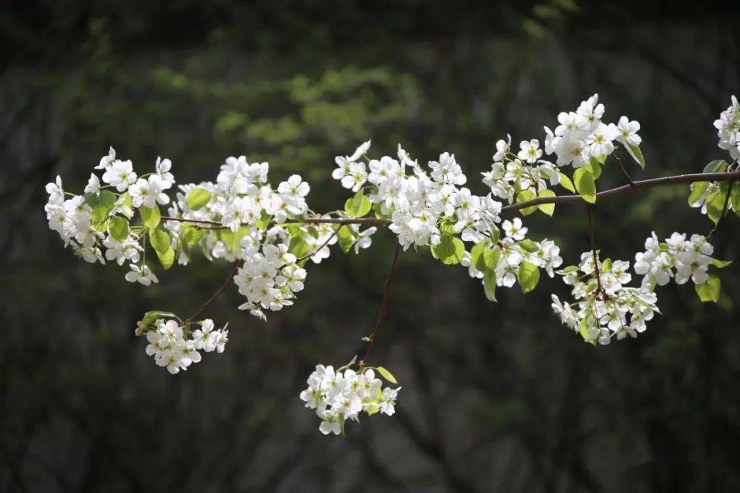 贵德梨花即将盛放,这抹春日里的"白月光"不容错过!
