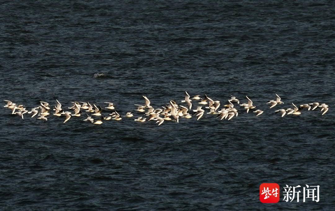 南京长江上,成群江鸥迎风翱翔_外滩_显得_市民