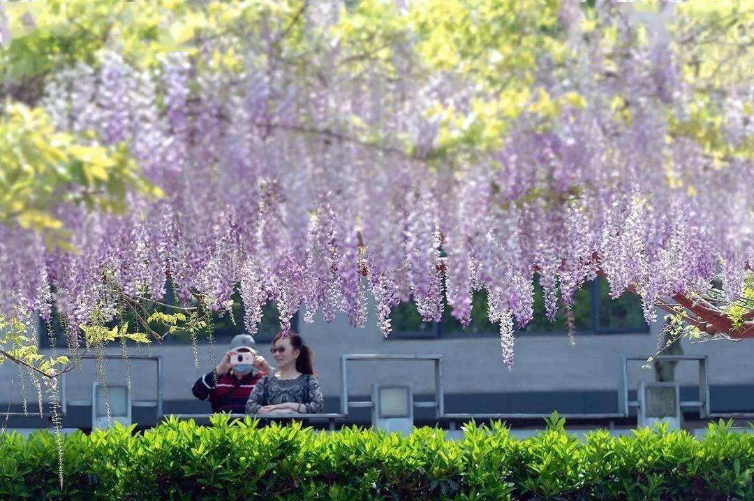 嘉定紫藤园今起开放预约,流程戳→_游园_公园_步骤