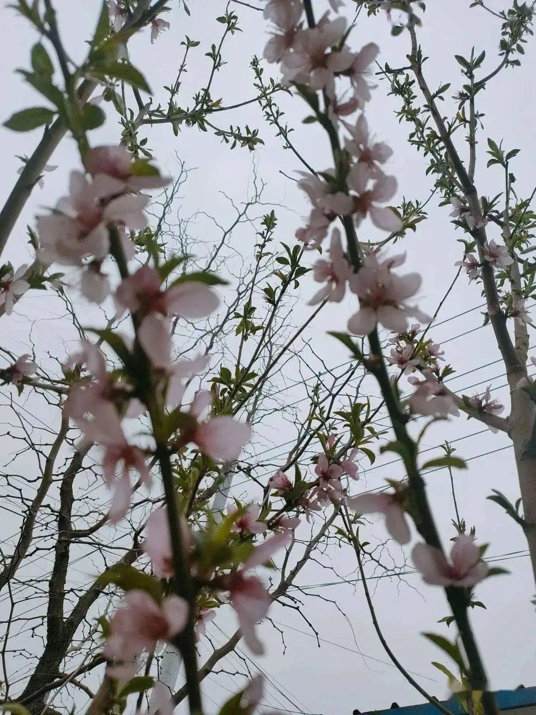 随手拍|@定陶人一起走进春天走进美好