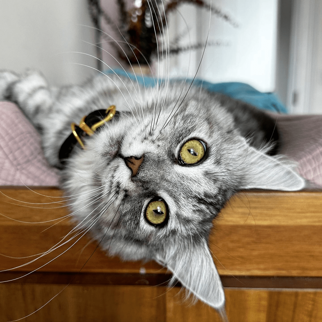 蕾妮杨娜塔莉亚罗曼雷恩斯:成为#部落首领 的感觉很好.