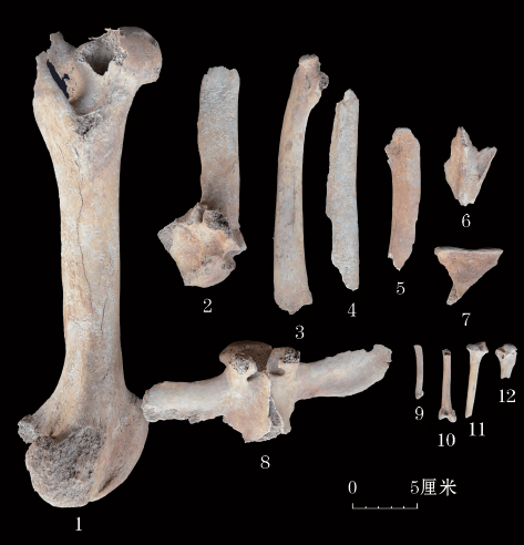 羊猪鸡狗牛…考古新发现!山西人≈匈奴人?_动物_墓葬_墓地