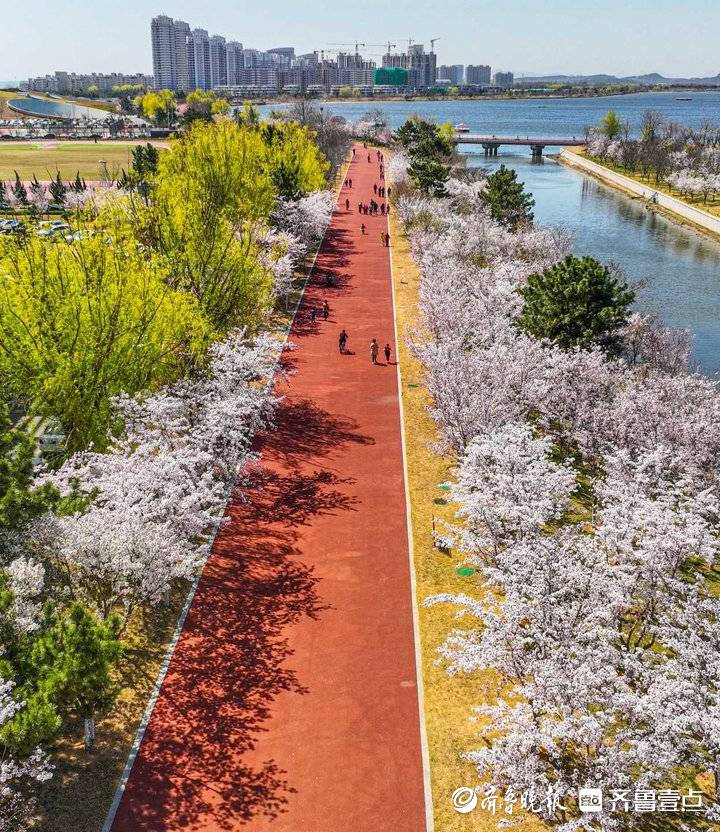 荣成樱花湖畔成花海， 市民树下尽享樱花浪漫