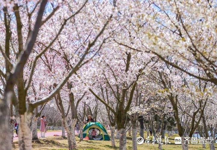 荣成樱花湖畔成花海， 市民树下尽享樱花浪漫