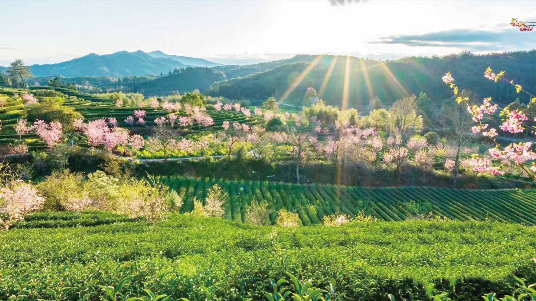 沐浴明媚春光 赴一场茶山之旅