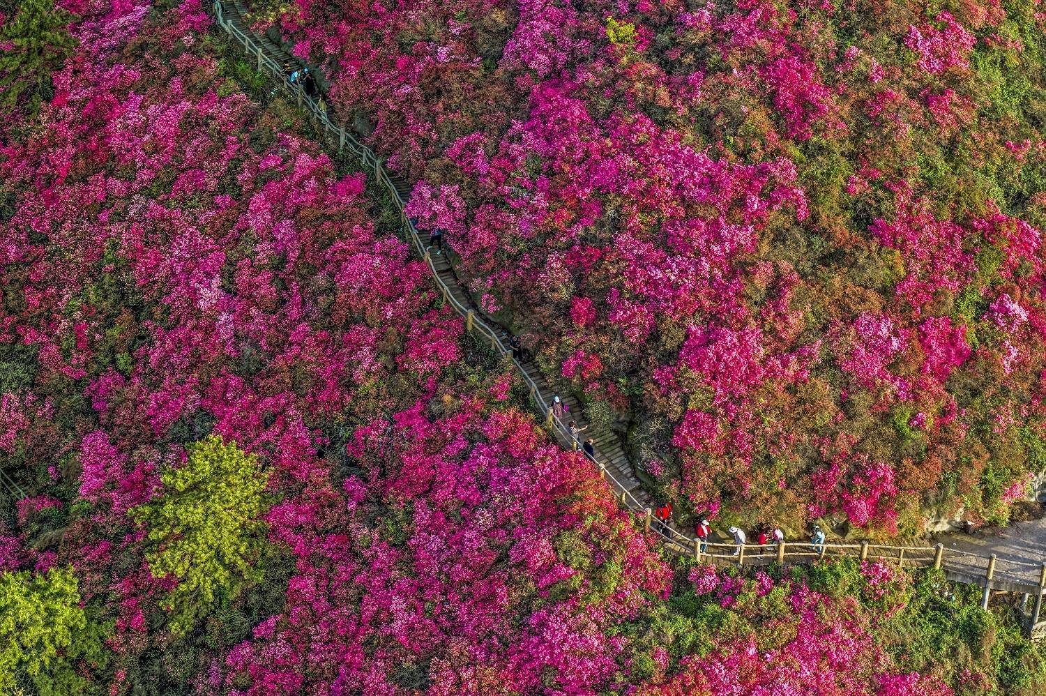 在武汉木兰云雾山共赴一场春天的花事