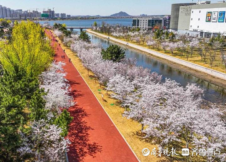 荣成樱花湖畔成花海， 市民树下尽享樱花浪漫