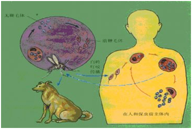 科普:黑热病,你了解多少?_白蛉_传播_症状
