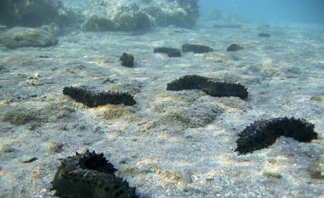 海参习惯生活海底的岩石下,细沙中,以及海藻繁茂,波浪静稳的海水中,会
