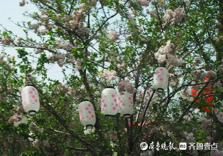 章丘两千多亩樱花开了！泉城百花园第二届樱花节今日开幕