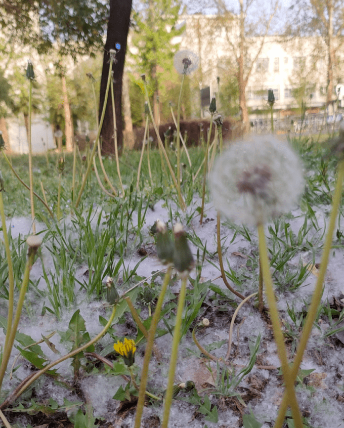 什么，春天的西农“下雪”了？！