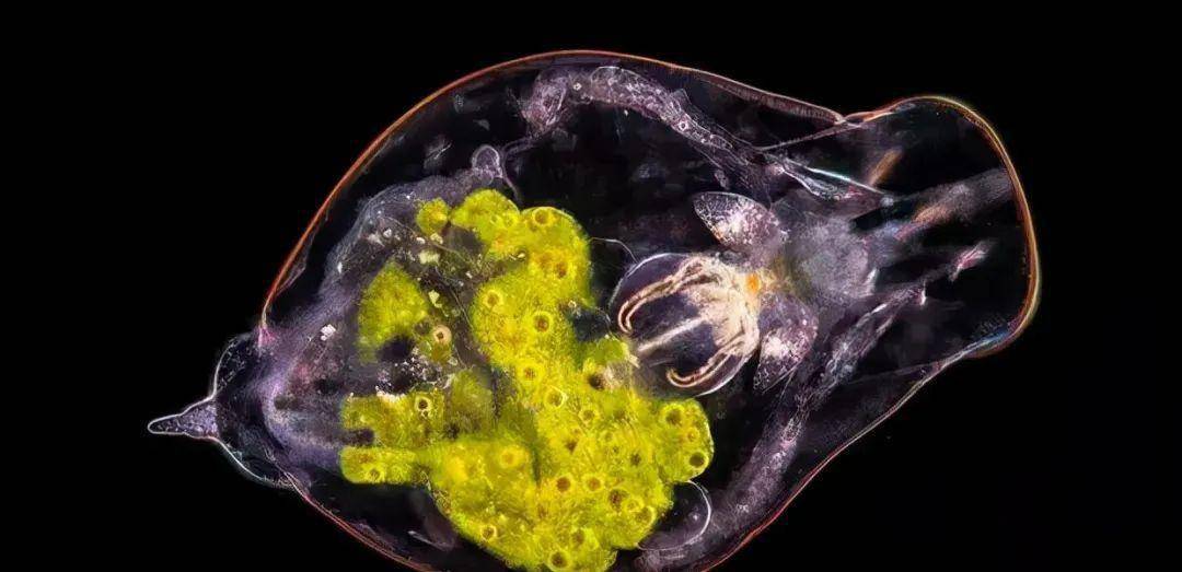 科普| 轮虫,枝角类,桡足类,你真的了解它们吗?_养殖_休眠_繁殖