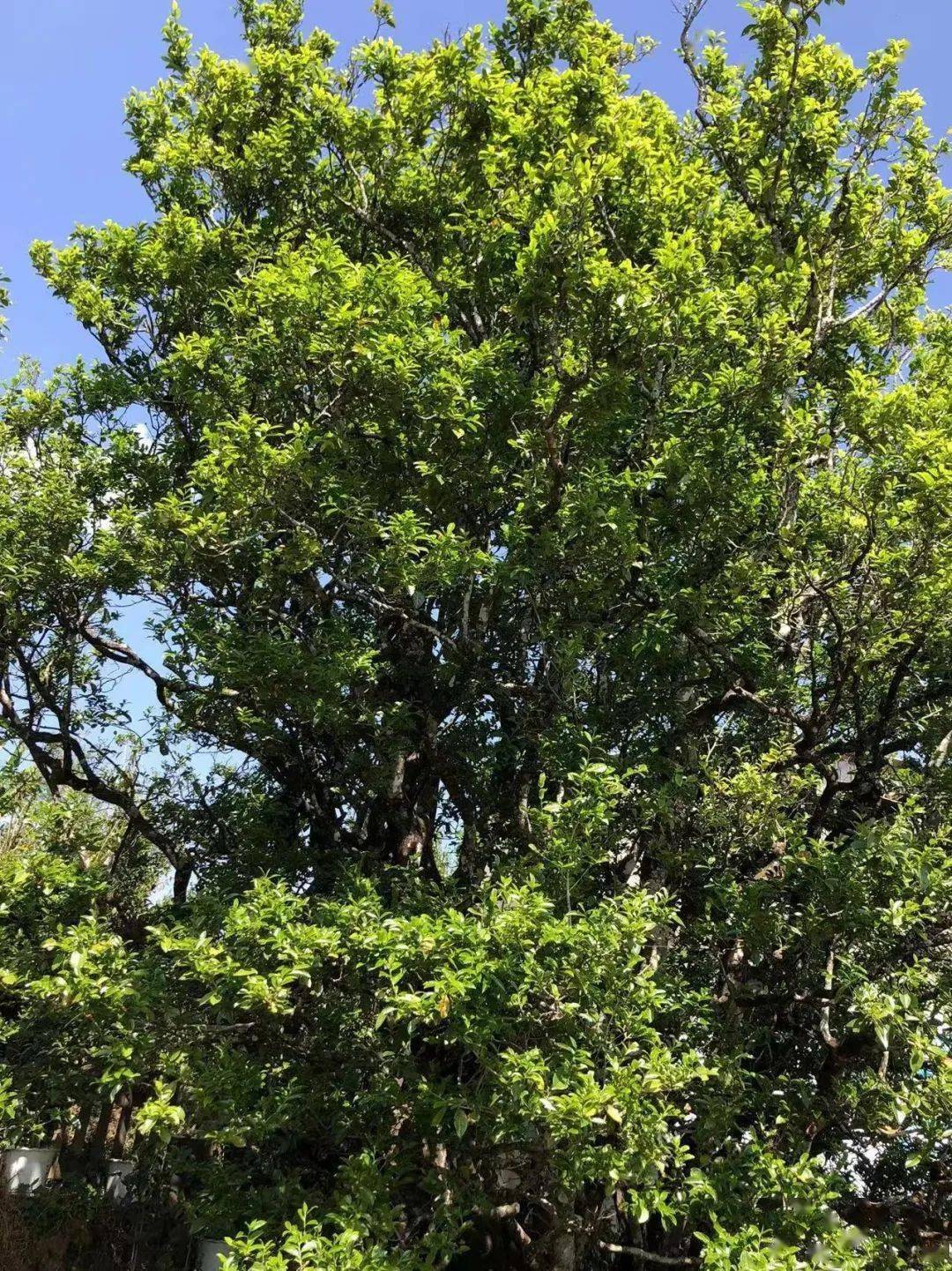 禅茶圣地 茶人福祉 | 白莺山茶王近日开采_鲜叶_千年_人们