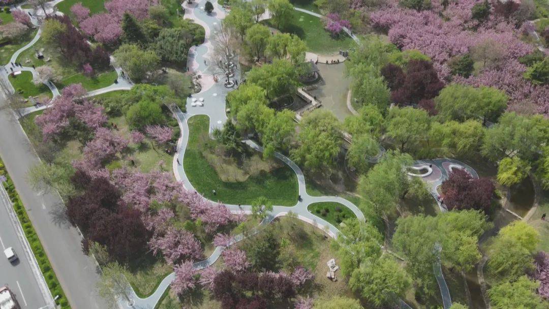 春風輕拂處處暖,櫻花怒放滿枝繁,石家莊欒城區櫻花公園滿目皆景.