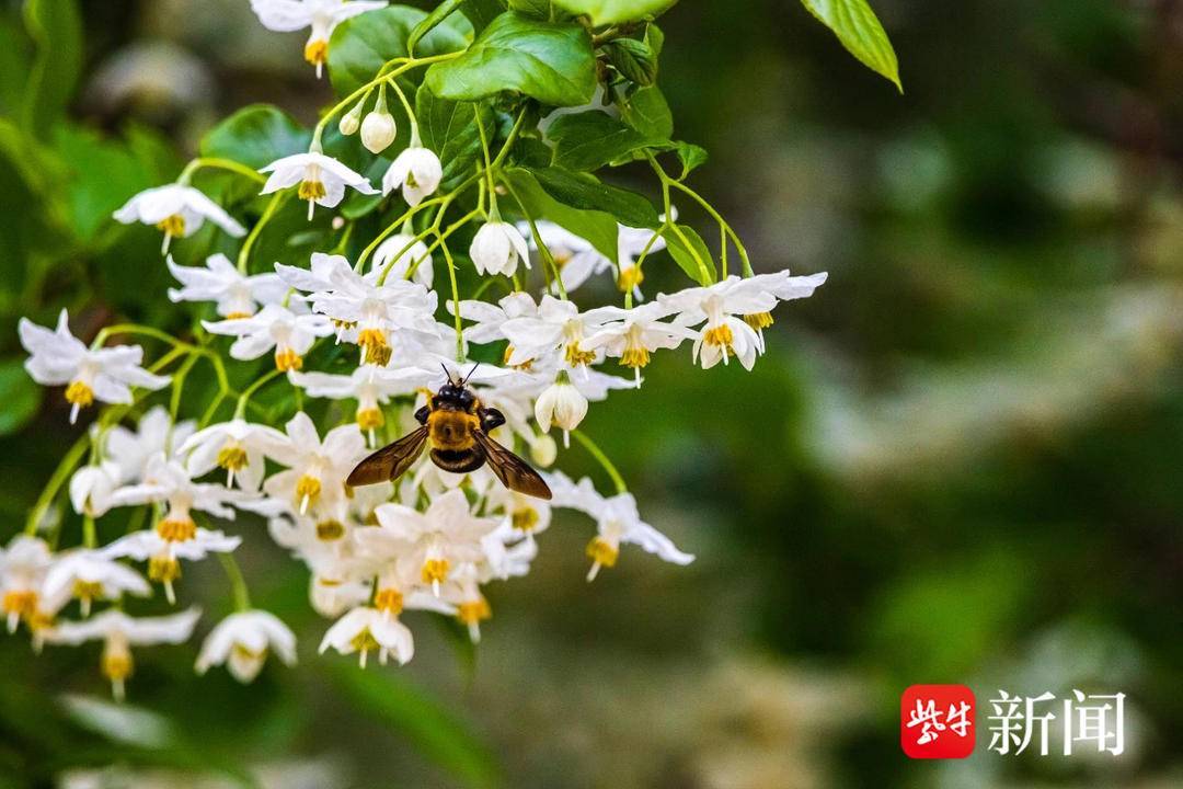 踯躅花（踯躅怎么读,什么意思） 第8张