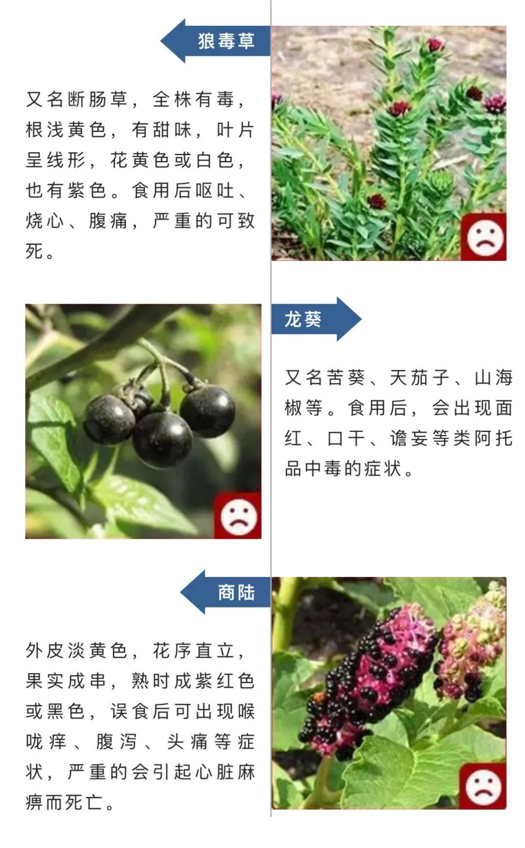 那种本身“融化”的蘑菇，别碰！还有那些提醒