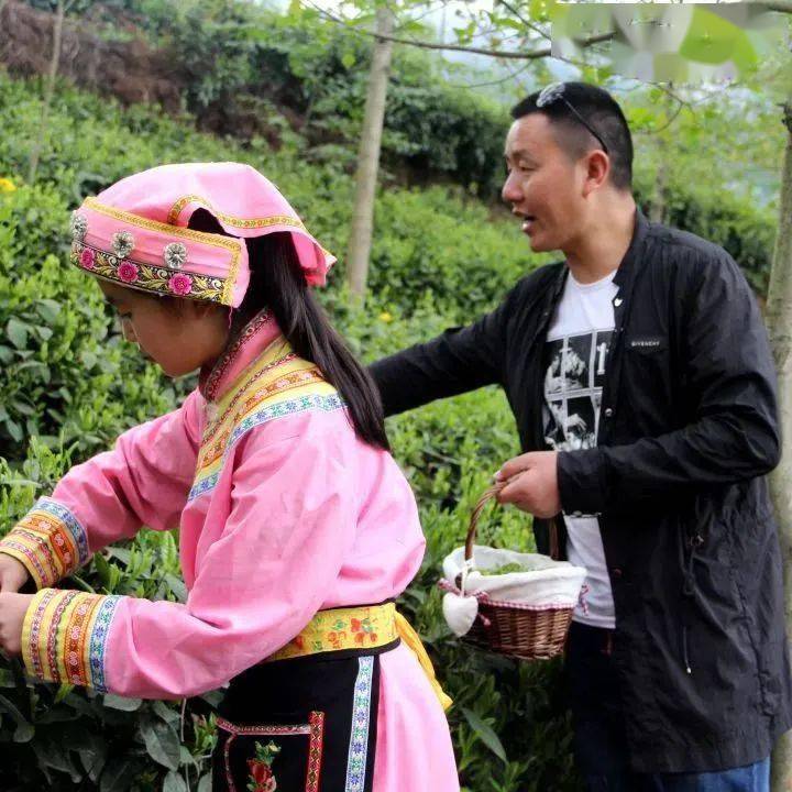 【带你看北川(196)每日一景:羌山茶飘香,一人一篓采茶忙~_文化_茶叶