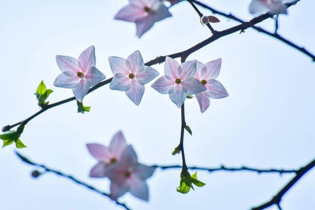 时序4月10日·陀螺果花