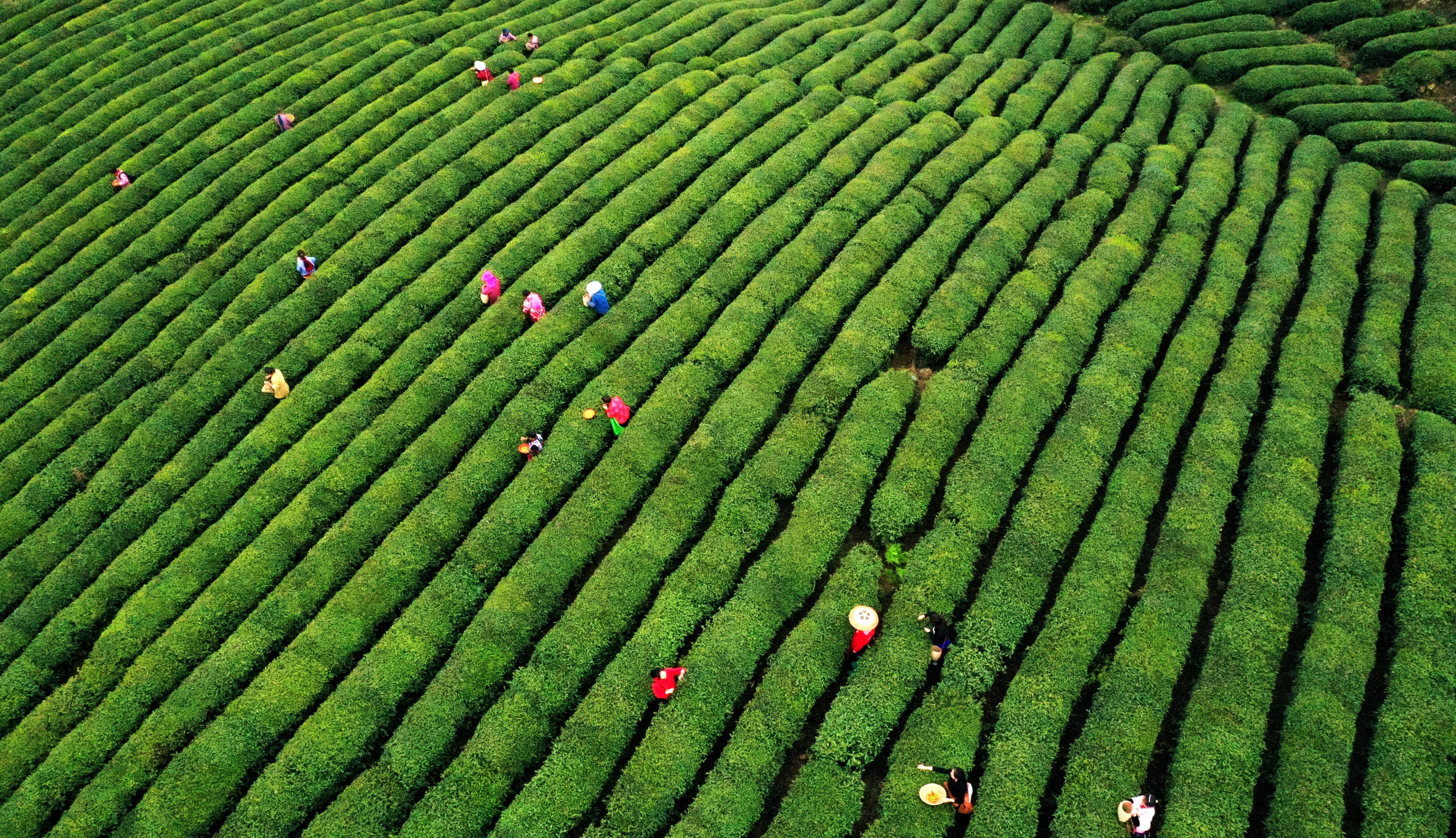 茶叶壁纸图片