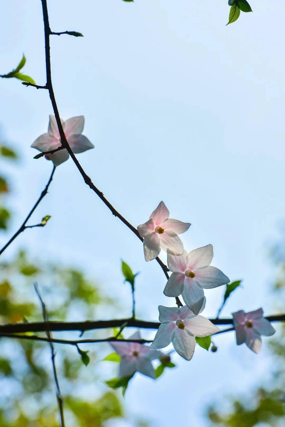 陀螺果花图片