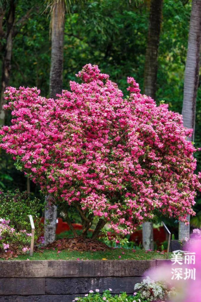 菩提树花（菩提树花好养吗） 第4张