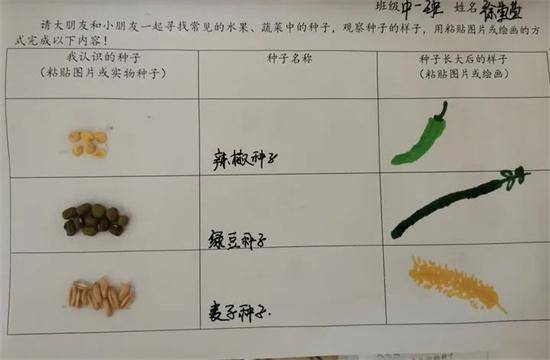 植物种子调查表图片