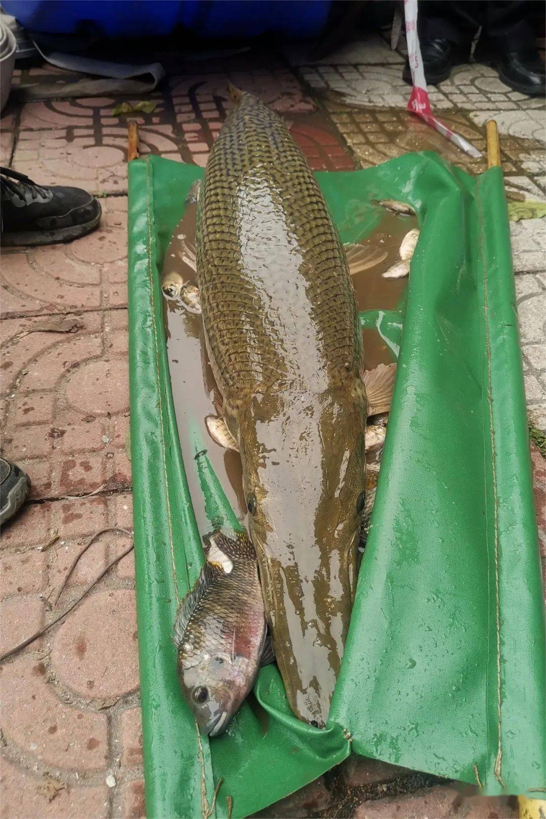 高校围捕鳄雀鳝能吃吗?老师现场划重点