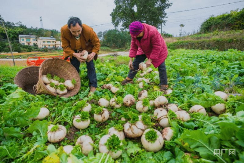 【大宏图·“县”在启航】重庆綦江：“工业老城”立异驱动促蝶变 “版画之乡”人杰地灵谱新篇