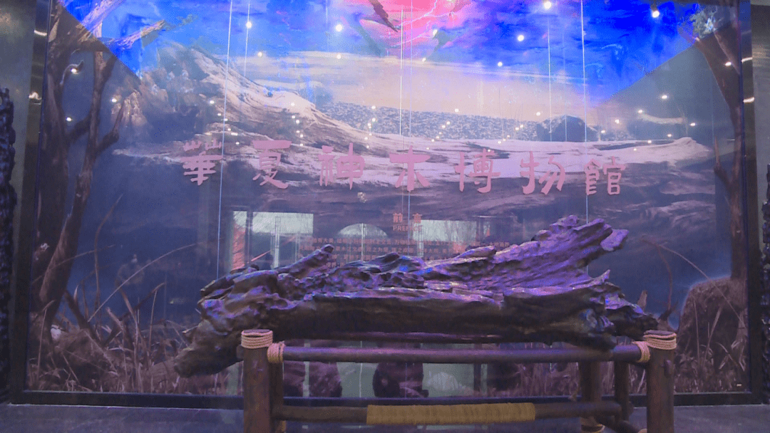 华夏神木博物馆即将开馆_文化_乌木_古沉木