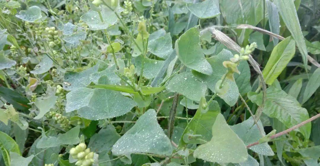 这种叶子三角形的植物叫杠板归,是位隔壁老人家推荐的,当时他家有人得