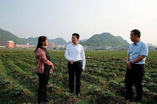 尹恆斌在鎮寧自治縣環翠街道五興社區馬鈴薯種植基地調研糧食安全是