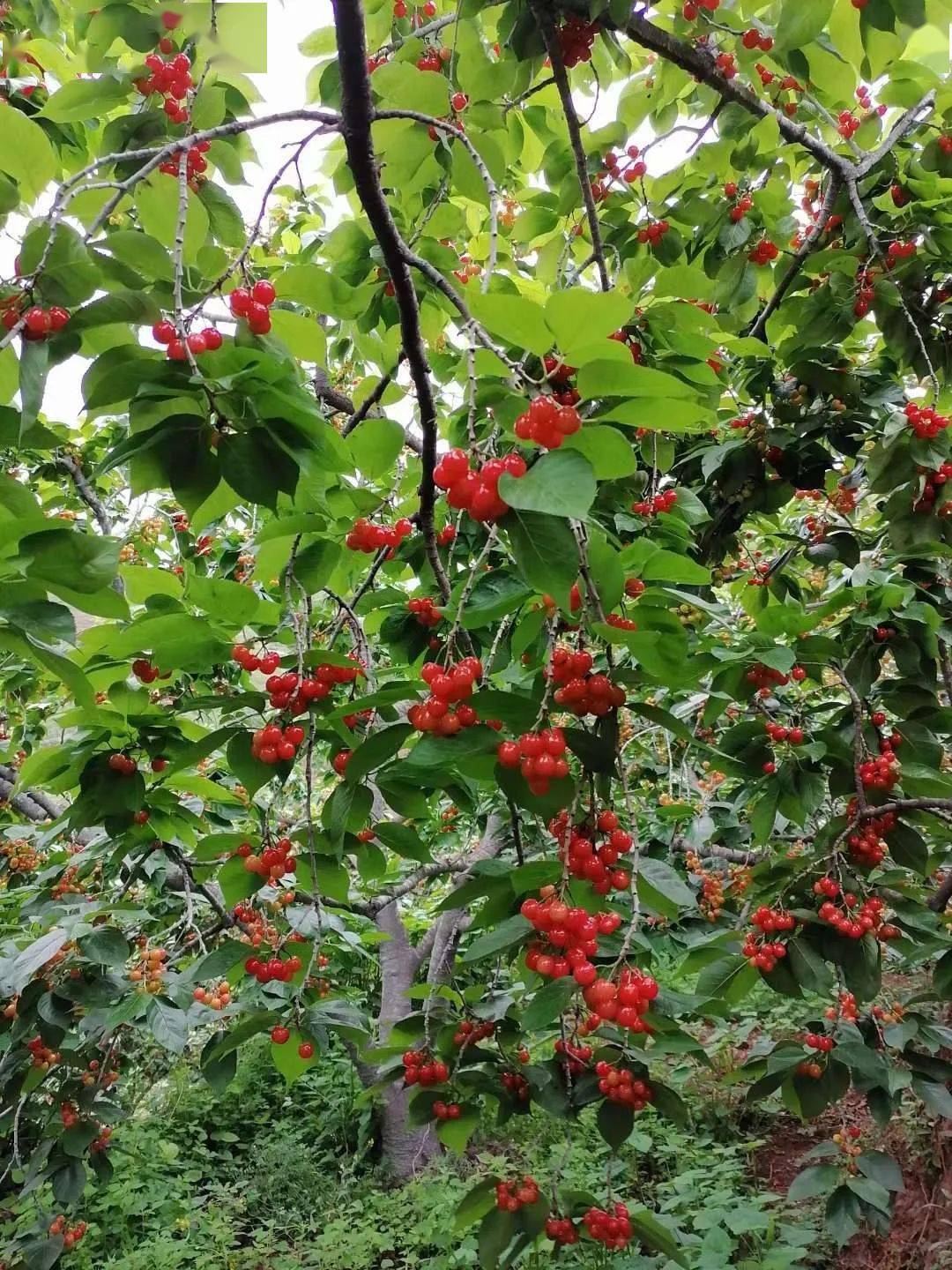 快来畅游昭通鲁甸樱桃文化旅游节~_小寨镇_游客_美食
