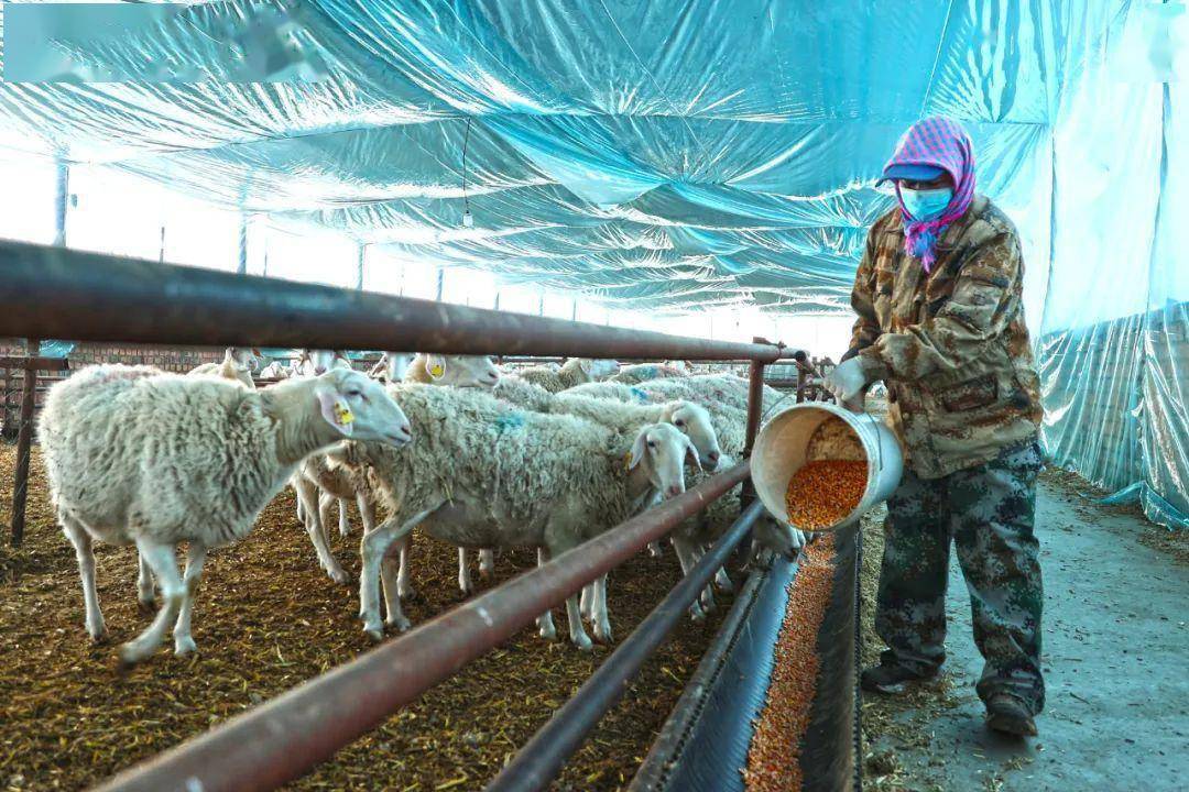 实施六运湖农场养殖场基础设施及母畜繁殖标准化棚圈建设项目,将山西