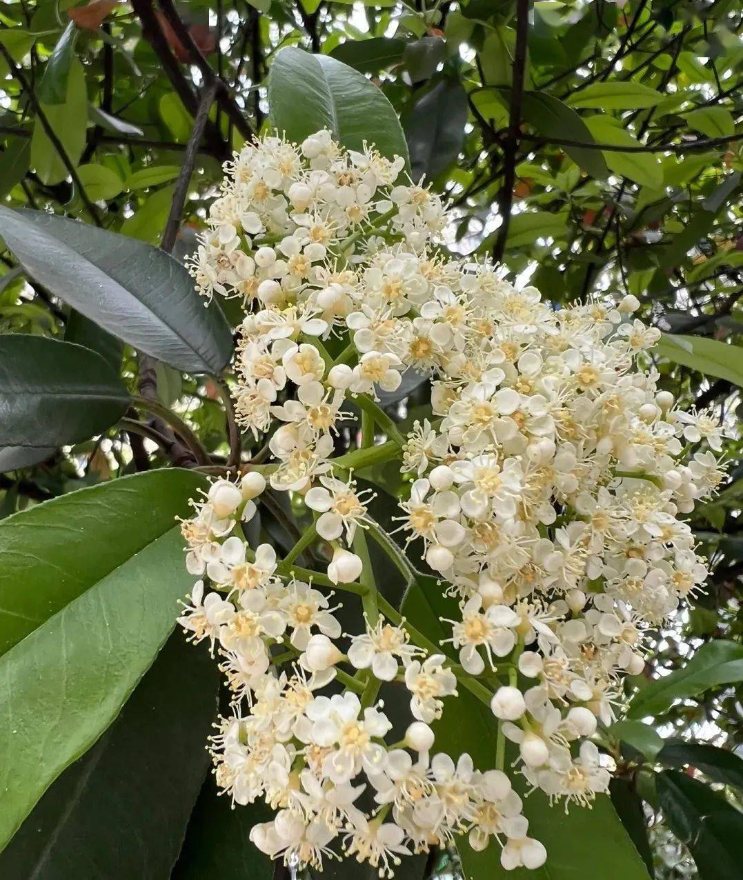 网友吵翻了_石楠花_气味_味道