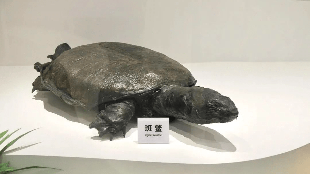 斑鳖来到了第一个展厅穿过序馆珍稀动物 世界瑰宝叁可见标本数量之多