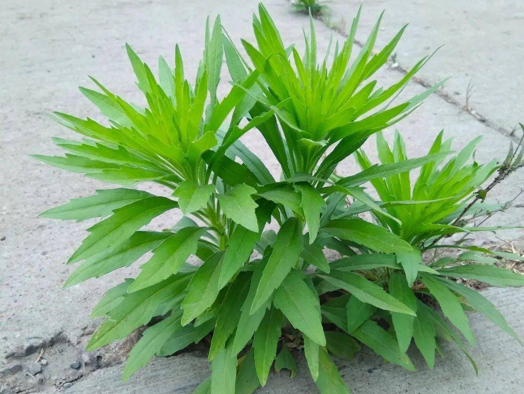 防范外来物种入侵 | 泛滥成灾的"药草"_危害_植物_作用