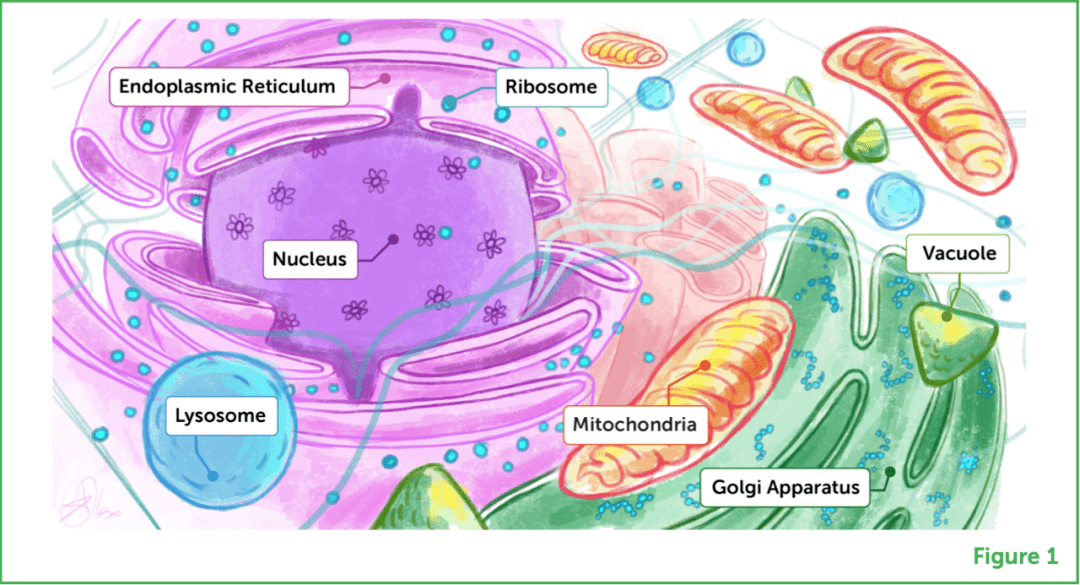 ŵ��������⣺�䶳�羵��������ֱ��ʸ���