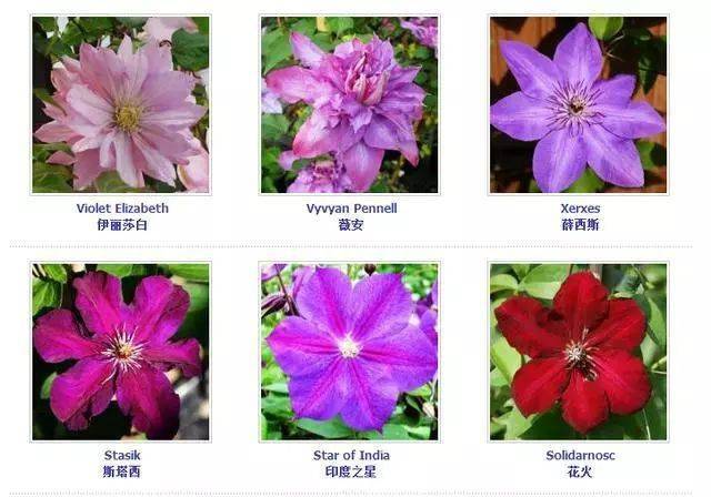 铁线莲的分类 百款铁线莲品种图鉴 | 庭院必种 花园三宝