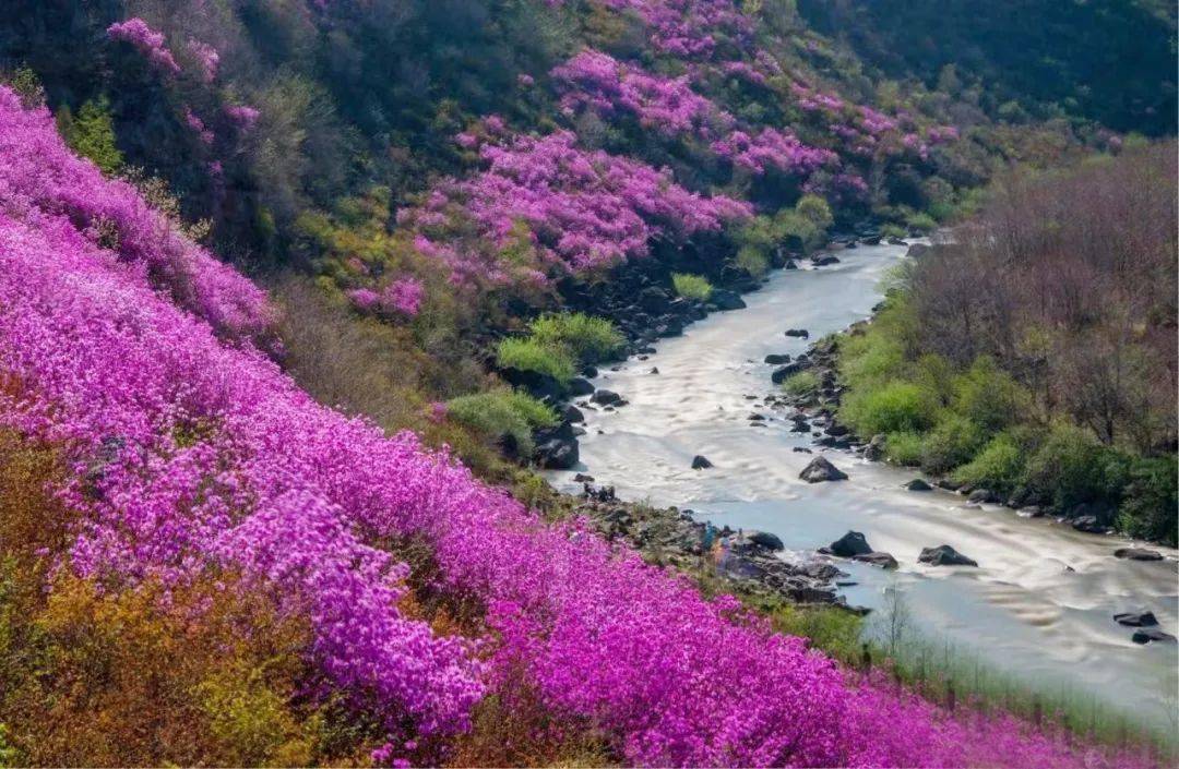 金达莱花海蔓延,还有这些美丽也别错过!_导航_人民公园_风景区