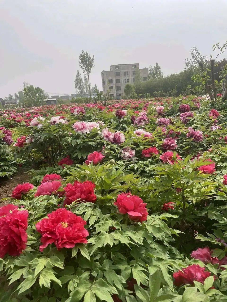 菏泽牡丹园,菏泽冠宇牡丹园,国花牡丹园,城郊附近正值花期的大家可