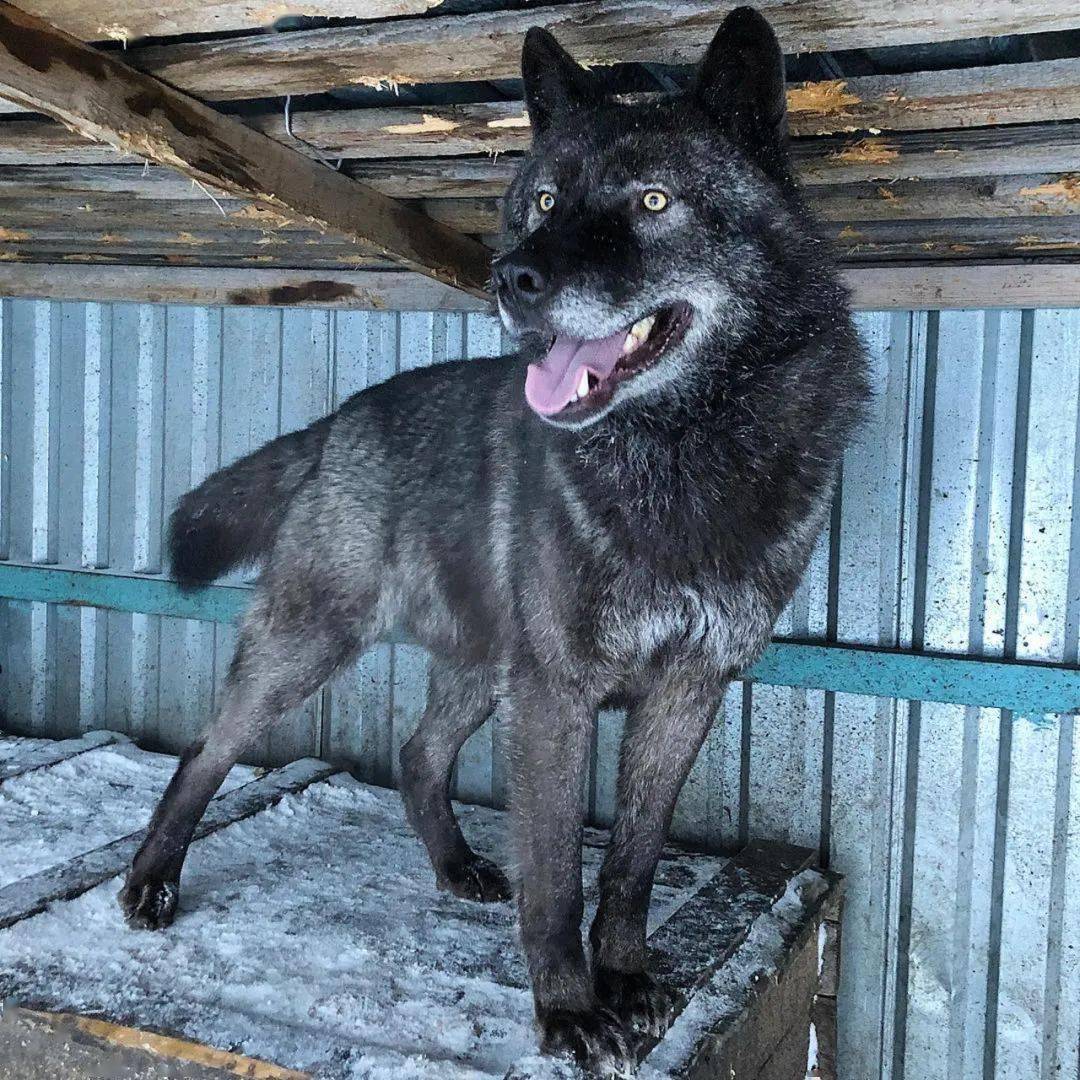 捡回来一只蓝眼雪橇犬，4个月后带去看兽医：这不是狗！！